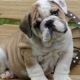 English Bulldog Puppies for sale in Tacoma, WA, USA. price: NA