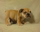 English Bulldog Puppies for sale in Vancouver, BC, Canada. price: NA