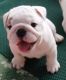 English Bulldog Puppies for sale in Stamford, CT, USA. price: NA