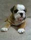 English Bulldog Puppies for sale in Carrollton, KY 41008, USA. price: NA