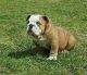 English Bulldog Puppies for sale in Carrollton, KY 41008, USA. price: NA