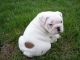 English Bulldog Puppies for sale in Chesterfield, MA, USA. price: NA