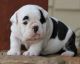 English Bulldog Puppies for sale in Beverly, KY, USA. price: NA