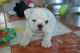 English Bulldog Puppies for sale in Custer, WA, USA. price: NA