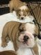English Bulldog Puppies for sale in Dennard, AR 72629, USA. price: $490