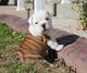 English Bulldog Puppies for sale in Visalia, CA, USA. price: $500