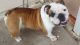 English Bulldog Puppies for sale in Wichita, KS, USA. price: $3,500