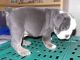 English Bulldog Puppies for sale in Cedar Rapids, IA, USA. price: NA