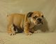 English Bulldog Puppies for sale in Eureka, CA, USA. price: $1,000