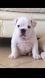 English Bulldog Puppies for sale in Corona, CA, USA. price: $400