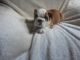 English Bulldog Puppies for sale in Corona, CA, USA. price: $400