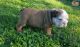 English Bulldog Puppies for sale in Corona, CA, USA. price: $300