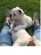 English Bulldog Puppies for sale in Corona, CA, USA. price: $300