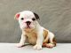 English Bulldog Puppies for sale in New Haven, CT, USA. price: NA