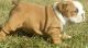 English Bulldog Puppies for sale in Vance Jackson Rd, San Antonio, TX, USA. price: NA