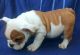 English Bulldog Puppies for sale in Troi Ln, Lakeland, FL 33813, USA. price: NA