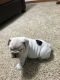 English Bulldog Puppies for sale in Houser Way N, Renton, WA, USA. price: NA