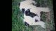 English Bulldog Puppies for sale in Mohawk, TN 37810, USA. price: NA