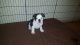 English Bulldog Puppies for sale in Dickinson, TX 77539, USA. price: NA