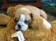 English Bulldog Puppies for sale in Hope Mills, NC, USA. price: $490