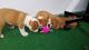 English Bulldog Puppies for sale in Zanesville, OH 43701, USA. price: NA