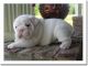English Bulldog Puppies for sale in B V Handorf Dr, City of Industry, CA 91744, USA. price: NA