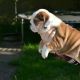 English Bulldog Puppies for sale in VZ County Rd 4500, Ben Wheeler, TX 75754, USA. price: $490