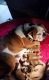 English Bulldog Puppies for sale in Capac, MI 48014, USA. price: NA