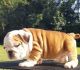 English Bulldog Puppies for sale in NKU University Suites, Campbell Dr, Newport, KY 41076, USA. price: NA