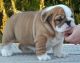 English Bulldog Puppies for sale in Popovich Hall, Los Angeles, CA 90089, USA. price: NA