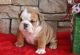 English Bulldog Puppies for sale in Yzex St, Asheboro, NC 27203, USA. price: NA
