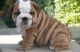 English Bulldog Puppies for sale in Kansas City, MO, USA. price: $490