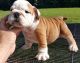 English Bulldog Puppies for sale in Cx Ranch Rd, Alma, KS 66401, USA. price: NA