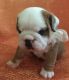 English Bulldog Puppies for sale in Muskogee, OK, USA. price: NA