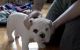 English Bulldog Puppies for sale in Niagara Falls, NY, USA. price: $490