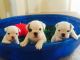 English Bulldog Puppies for sale in Deltona, FL, USA. price: NA
