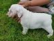 English Bulldog Puppies for sale in United States. price: NA