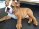 English Bulldog Puppies for sale in Delaware City, DE, USA. price: $600