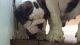 English Bulldog Puppies for sale in Douglasville, GA, USA. price: NA