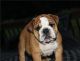 English Bulldog Puppies for sale in Mississippi State University, MS 39759, USA. price: NA