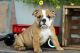 English Bulldog Puppies for sale in MN-7, Minnesota, USA. price: NA