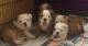 English Bulldog Puppies for sale in Broken Arrow, OK, USA. price: NA