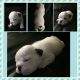 English Bulldog Puppies for sale in Roseville, MI 48066, USA. price: NA