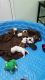English Bulldog Puppies for sale in Jackson, TN, USA. price: NA