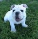 English Bulldog Puppies for sale in Agua Dulce, CA 91390, USA. price: NA