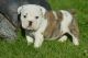 English Bulldog Puppies for sale in New Meister Ln, Pflugerville, TX, USA. price: NA