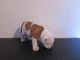 English Bulldog Puppies for sale in Alanta Creek Rd, White Sulphur Springs, MT 59645, USA. price: $344