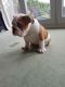 English Bulldog Puppies for sale in Chicago Private, Ottawa, ON K2A 3G9, Canada. price: NA