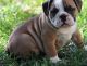 English Bulldog Puppies for sale in Los Angeles, CA 90005, USA. price: NA