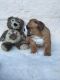 English Bulldog Puppies for sale in Jackson, MI, USA. price: NA